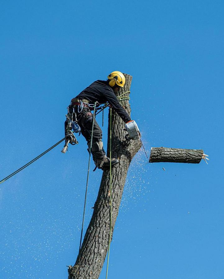 Élagage et abattage d’arbres Caluire-et-Cuire