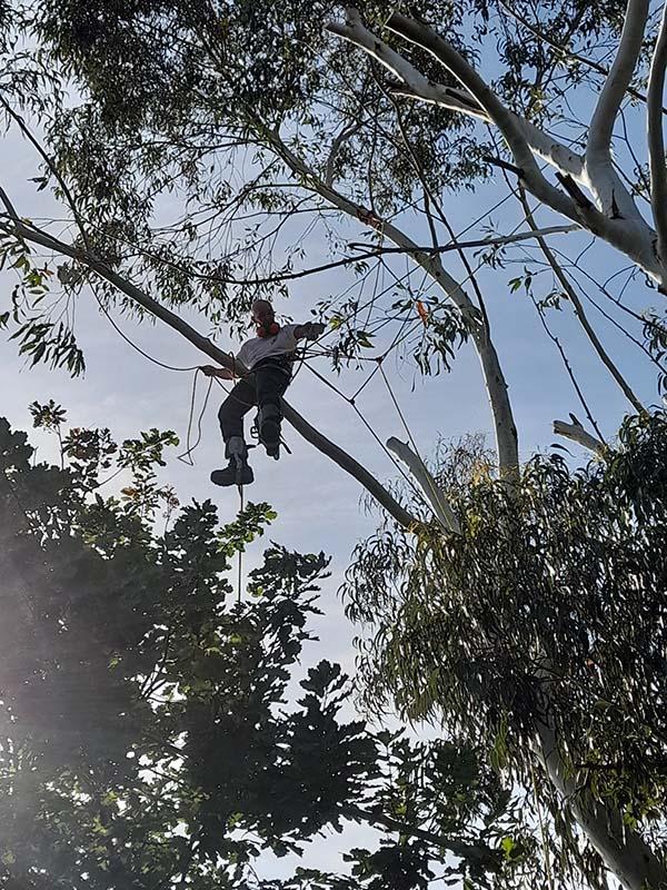 Déplacement sur un Eucalyptus Caluire-et-Cuire