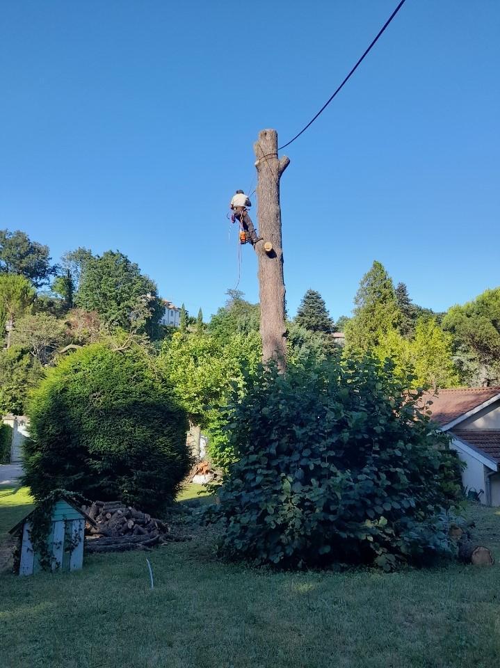 Élagage en hauteur Caluire-et-Cuire