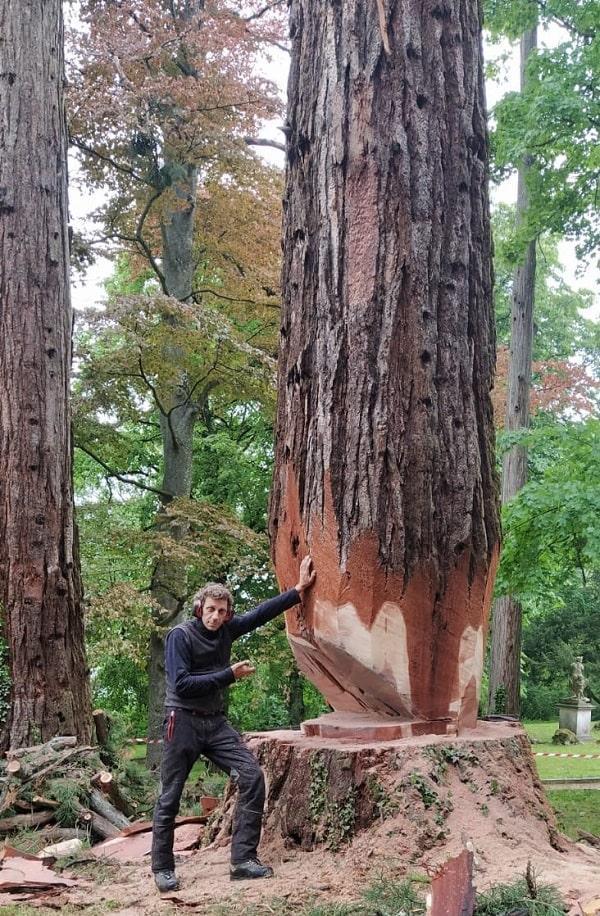 Abattage d'un Séquoïa Caluire-et-Cuire