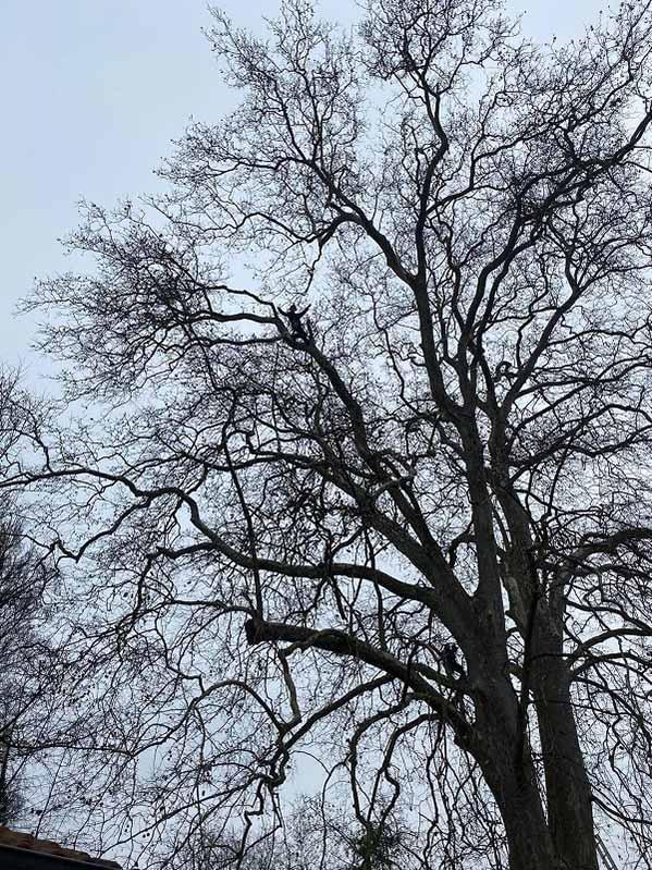 Évolution dans un Platane Caluire-et-Cuire