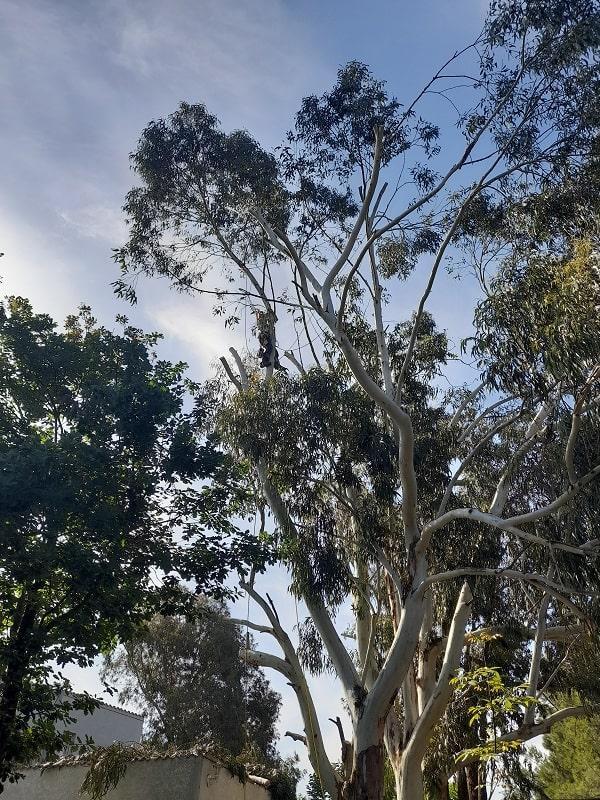 Réduction d'un Eucalyptus Caluire-et-Cuire