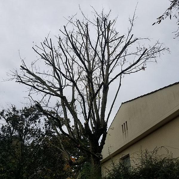 Taille de forme d'un Erable Negundo Caluire-et-Cuire