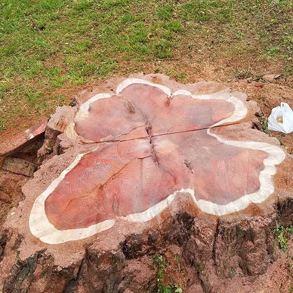 Coeur de Séquoïa Caluire-et-Cuire