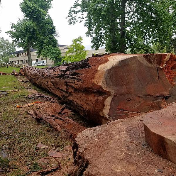 Coupe d'un Séquoïa géant Caluire-et-Cuire