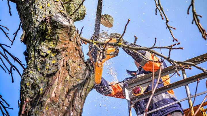 Travaux arboricoles en hauteur Caluire-et-Cuire