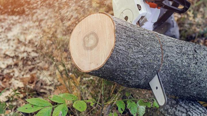 Abattage d'arbres Caluire-et-Cuire