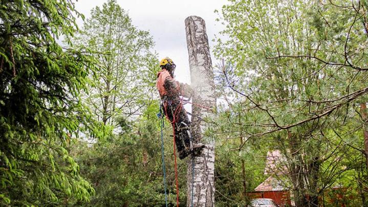 Découpe d'arbre Caluire-et-Cuire
