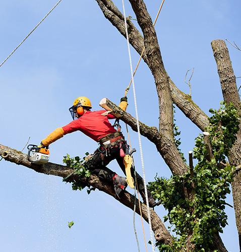 Cordiste élagueur Caluire-et-Cuire