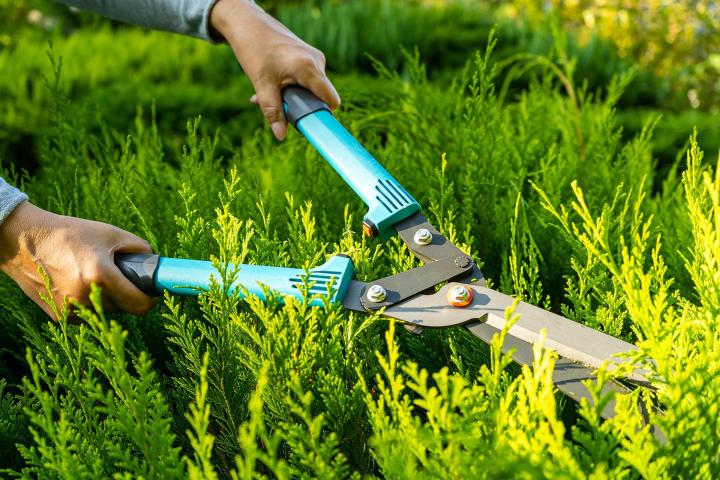 Taille de haies Caluire-et-Cuire