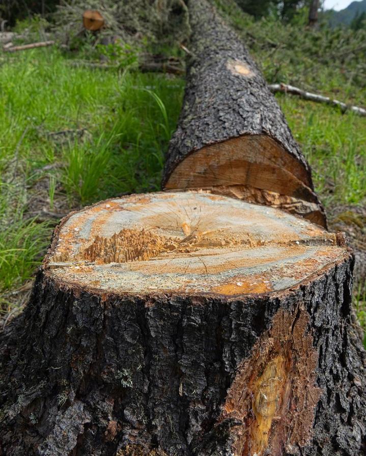 Découpe et dessouchage arbre Caluire-et-Cuire